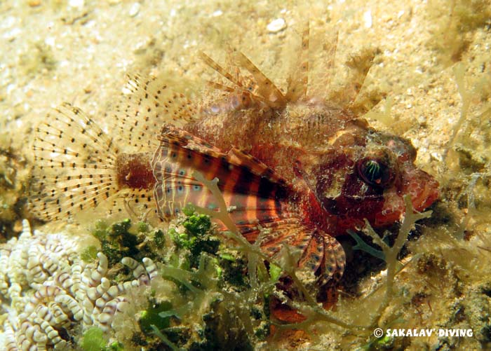 Photos diving plateaus in Nosy Be
